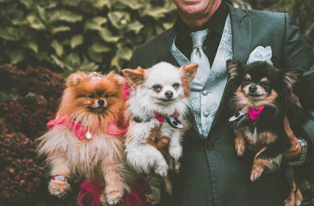 Wedding Dogs