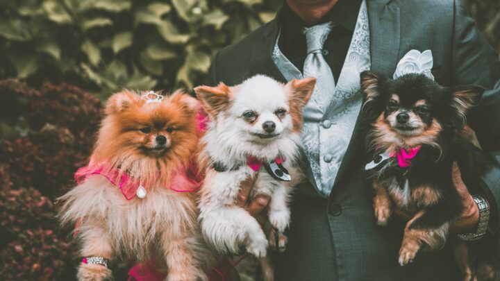 Wedding Dogs